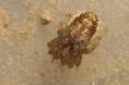/album/araneidae/araniella-displicata-jpg/